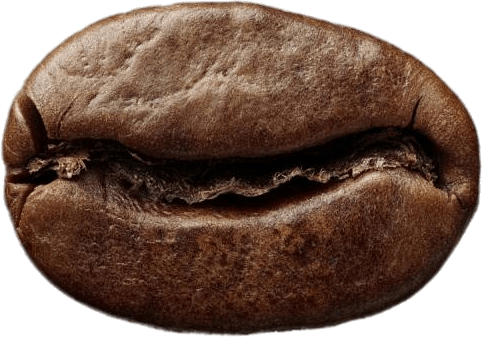 coffee bean