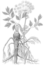 herb
