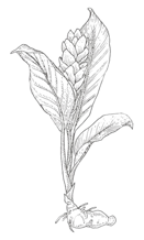 herb