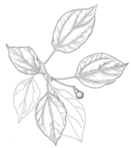 herb