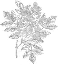 herb