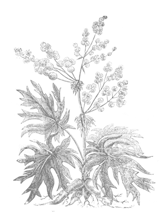 herb