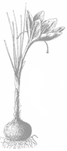 herb