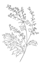 herb